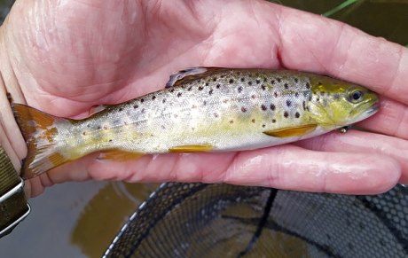 A Small trout